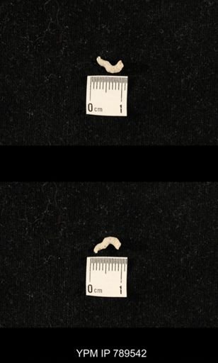 undet. Bryozoa