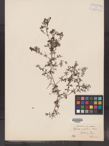Galium asprellum