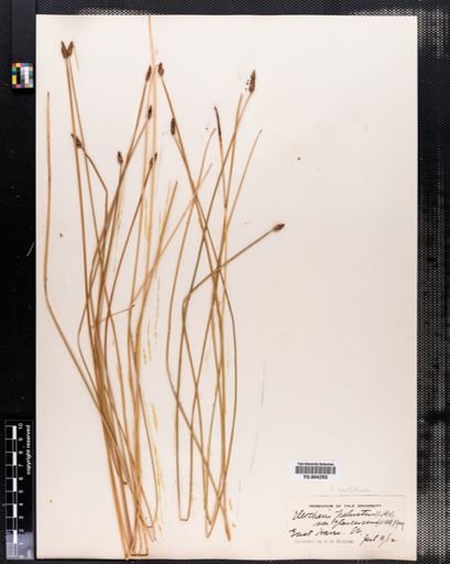 Eleocharis rostellata