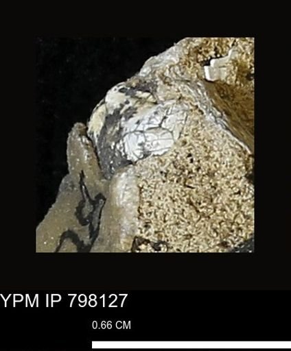 Mollusca