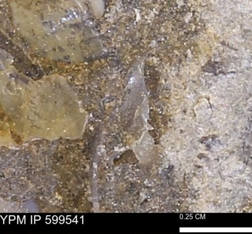 Protocardia subquadrata
