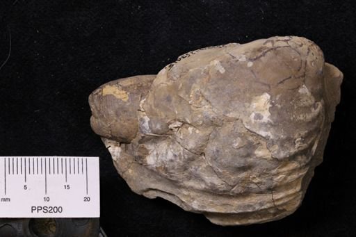 Inoceramus sp.