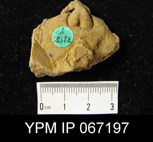 Schizophoria impressa