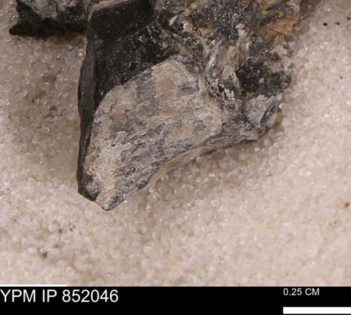 undet. Bivalvia