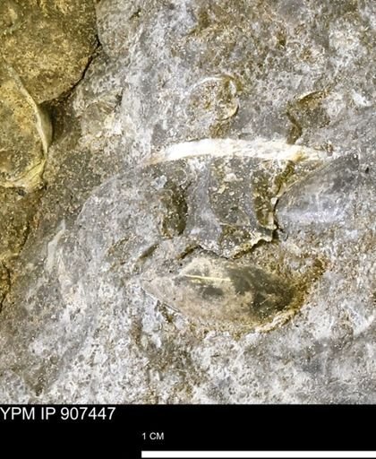 undet. Bivalvia