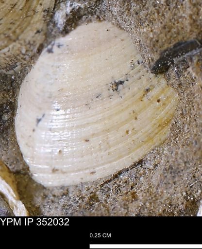 Limopsis striatopunctatus