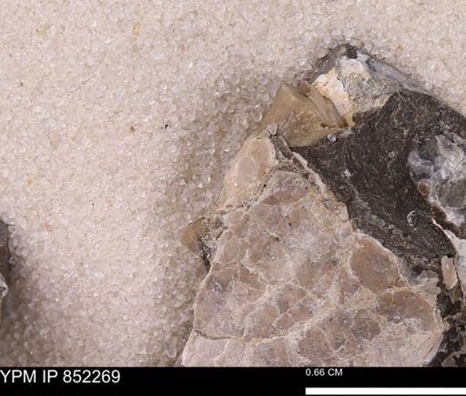 undet. Bivalvia