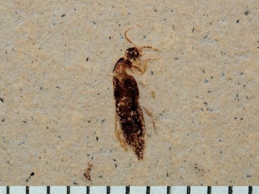 undet. Staphylinidae