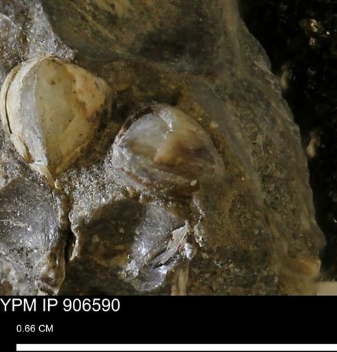 undet. Bivalvia