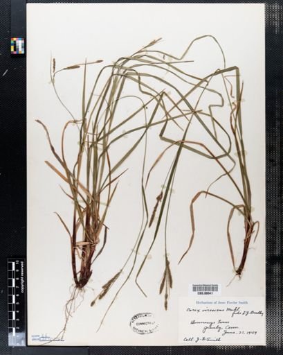 Carex virescens