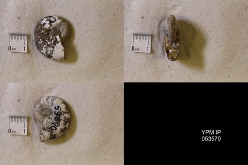 undet. Scaphitidae