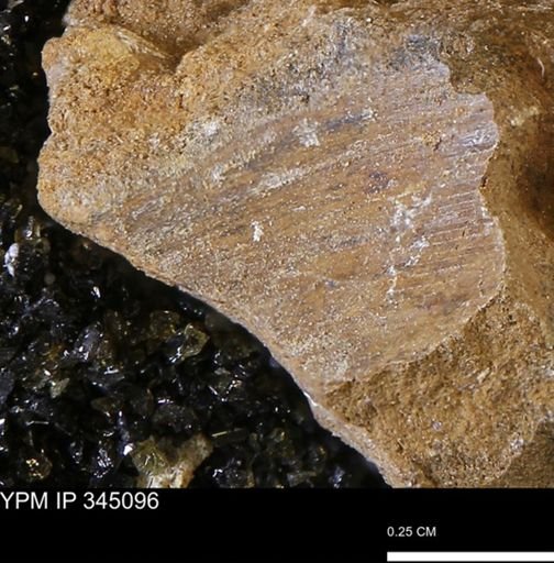 Limopsis striatopunctatus