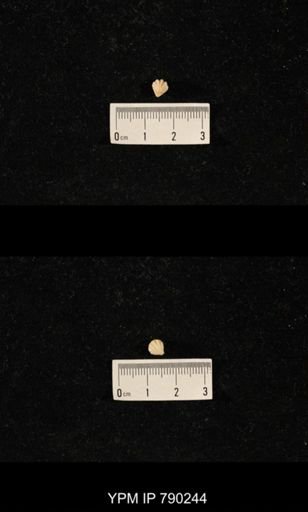 Hustedia huecoensis