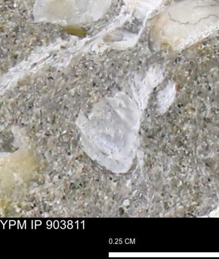 Corbulamella?