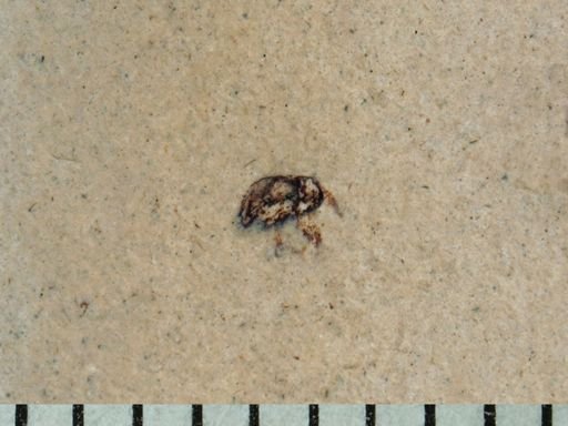 undet. Curculionidae