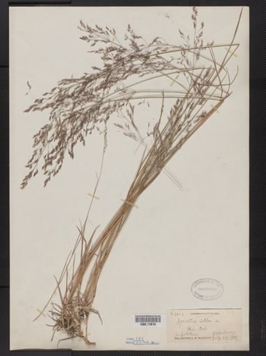 Agrostis alba