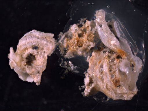 Microporella arctica