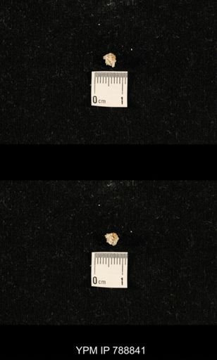 taxon undetermined