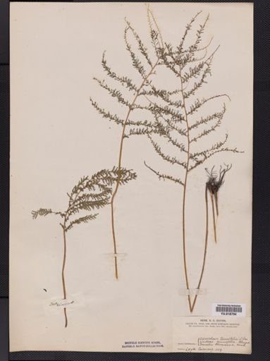 Lindsaea