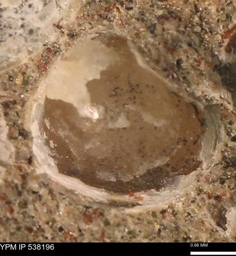 Corbulamella gregaria