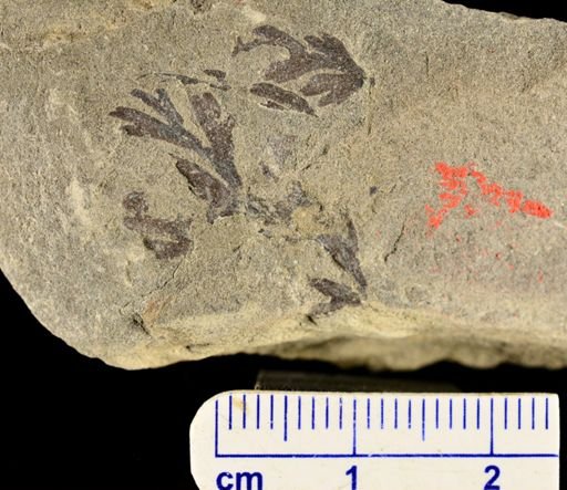 Sphenopteris sp.