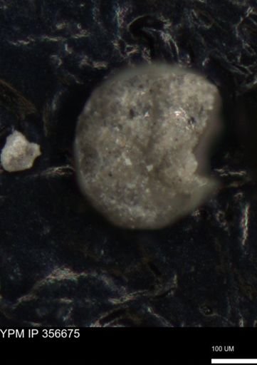 undet. Foraminiferida