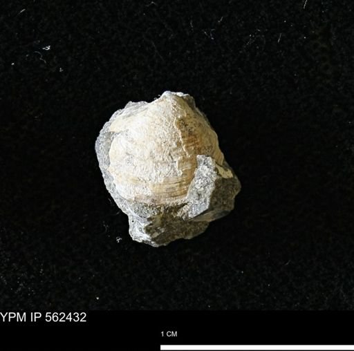 Limopsis striatopunctatus