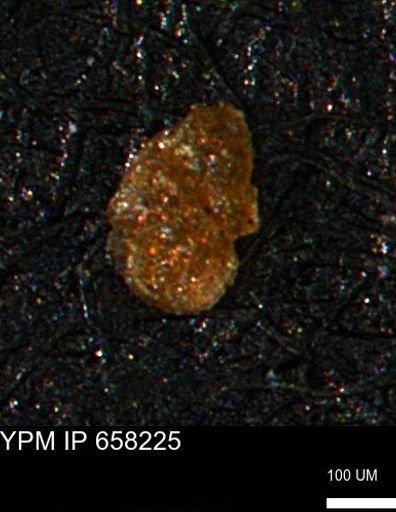 undet. Foraminiferida