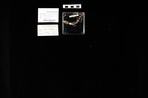 Tarentola mauritanica