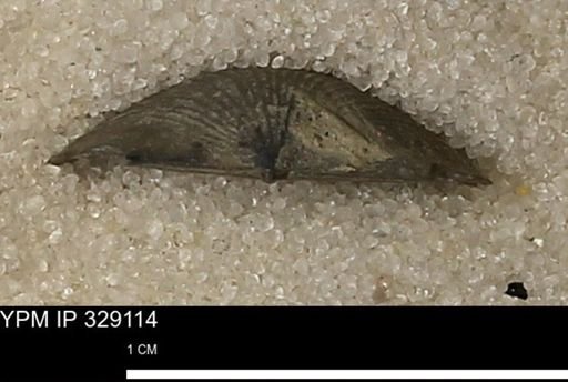 Chonetes scitulus