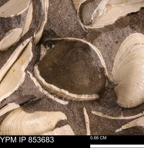 Limopsis? striatopunctatus