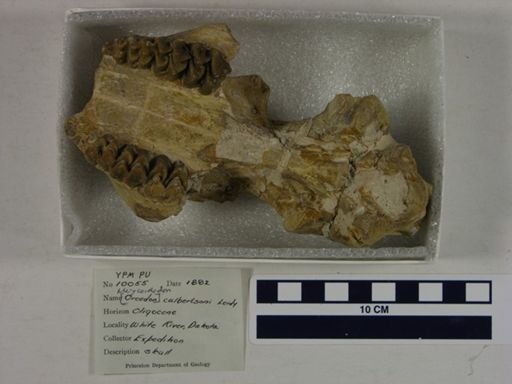 Merycoidodon culbertsoni