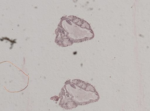 Crepidula plana