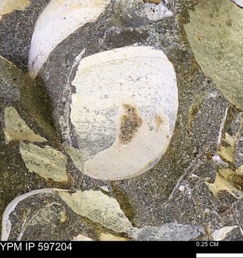 Limopsis striatopunctatus
