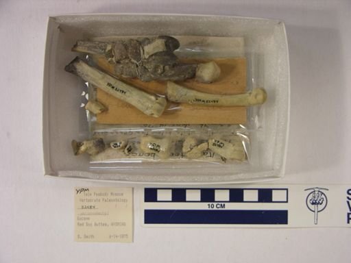 Perissodactyla