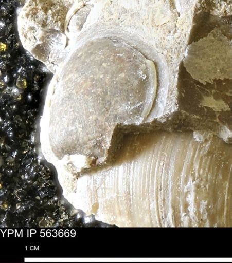 Limopsis striatopunctatus