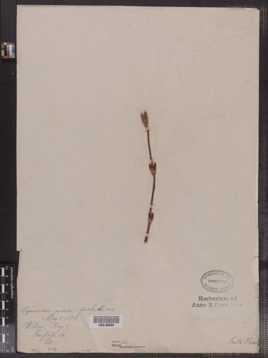 Equisetum arvense