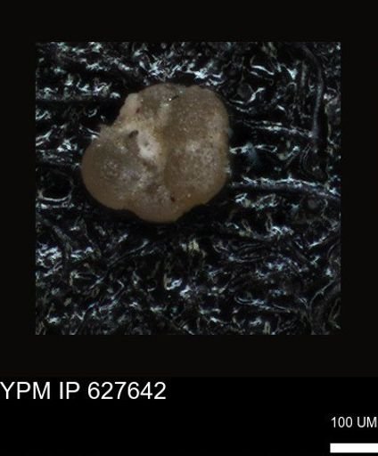 undet. Foraminiferida