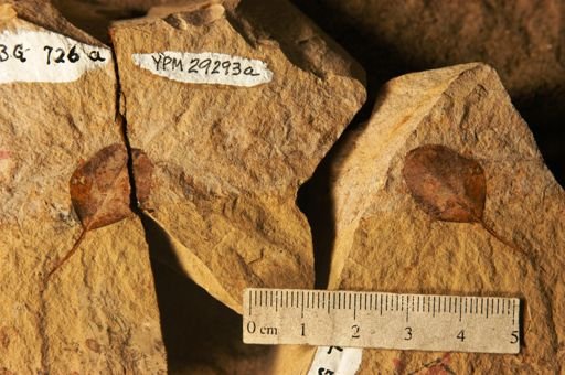 Berchemia huanoides
