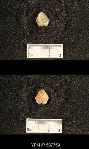 Austinella whitfieldi