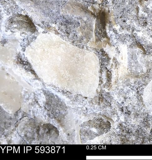 undet. Mollusca