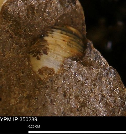 Oligoptycha?