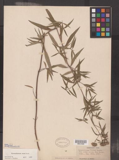 Pycnanthemum torrei