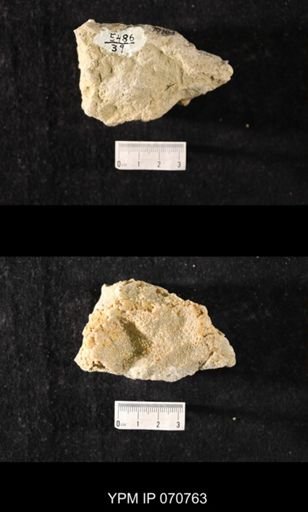 Favosites sp.