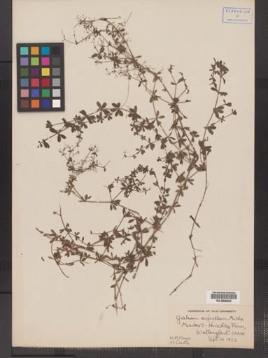 Galium asprellum