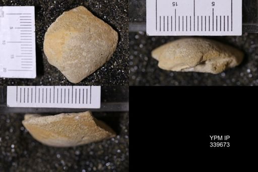 Mactra warreniana