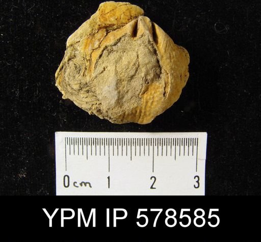 Martinia glabra