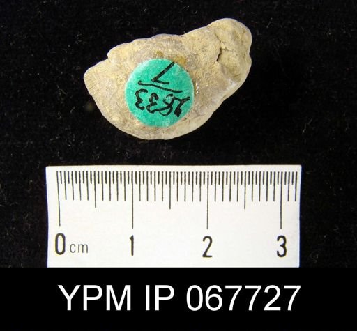 Leptaenisca concava