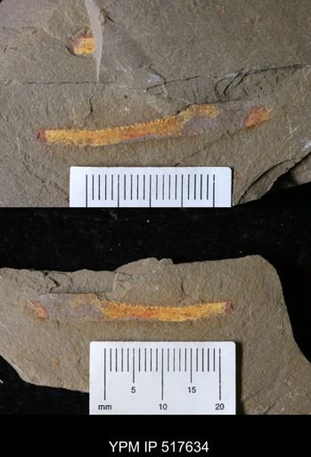 undet. Marrellomorpha