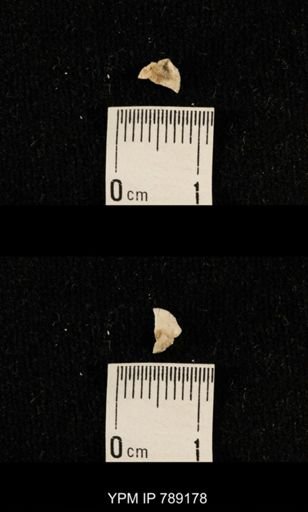 undet. Brachiopoda